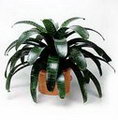 Vriesea Hieroglyphica